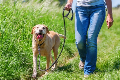 Garde et promenades d'animaux